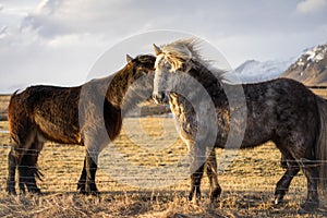 Two Horses being Affectionate in Iceland during Sunset