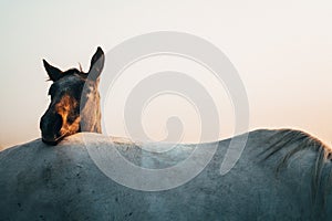 Two horses, black and white horse, animals life, white edit space