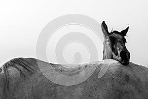 Two horses, black and white horse, animals life, white edit space.