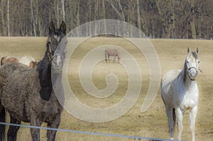 Two horses, black and white on the meadow