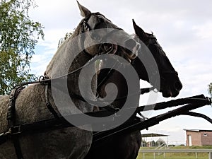 Two horses with bridles. Sled with horses. White and black horse. Sports racing or riding people in a carriage