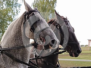 Two horses with bridles. Sled with horses. White and black horse. Sports racing or riding people in a carriage