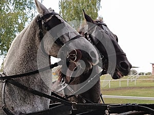 Two horses with bridles. Sled with horses. White and black horse. Sports racing or riding people in a carriage