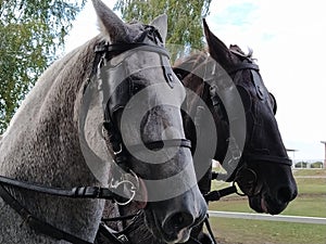 Two horses with bridles. Sled with horses. White and black horse. Sports racing or riding people in a carriage