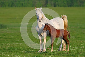 Two horses, brown foal and white mother