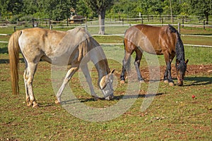 Two horses (brown horse) horses on the ranch