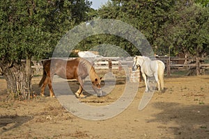 Two horses brown and white in a corral