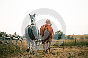 Two horses cantering in a meadow