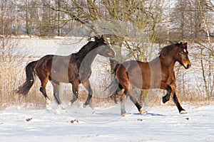 two horses cantering in the snow