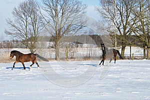 two horses cantering in the snow