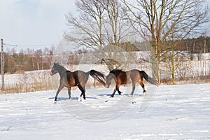 two horses cantering in the snow