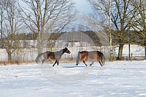 two horses cantering in the snow