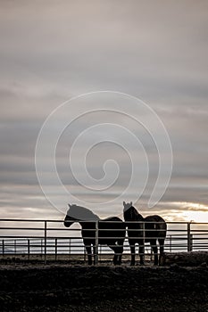 Two horses in he ccorral at sunrise