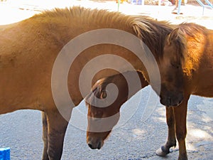 Two horses close-up