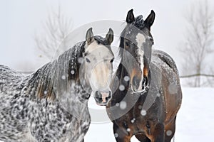 two horses with complementing coat patterns standing in snow