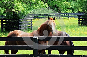 Two horses in a corral.