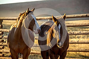Two Horses in the Corral photo