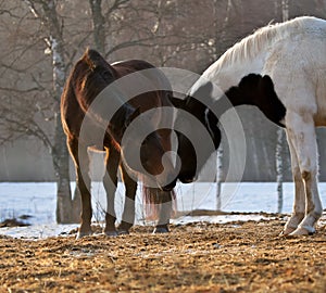 Two horses in different colors bay and pinto  outdoors in winter