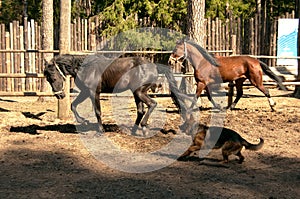 Two horses and dog