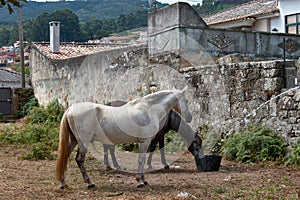 Two horses drinking water from the bucket