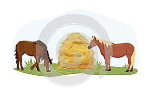 Two horses eat hay from the trough on the farm. Country pet. Isolated character on a white background. Vector