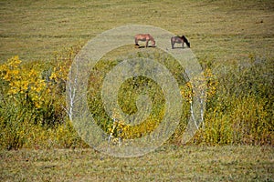 Two horses eating grass in autumn prairie