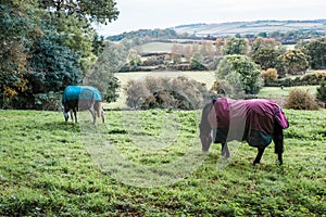 Two horses eating grass in field, England