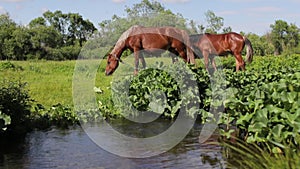 Two horses eating grass on green meadow near river in summer season
