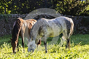 Two horses eating grass in a meadow