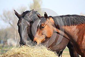 Two horses eating hay