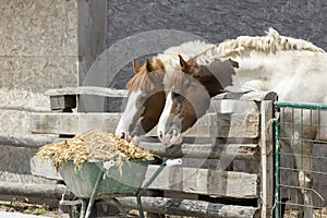 Dos caballos comer 