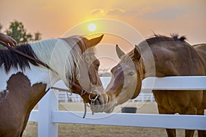 Two horses embracing in friendship. animal portrait on black background. Horses in love. Beautiful thoroughbred red brown chestnut