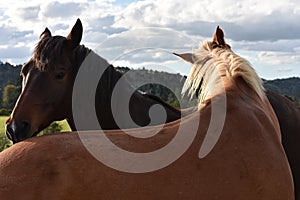 Two horses expressing familiarity photo