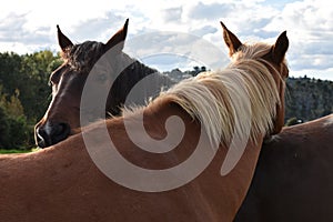 Two horses expressing familiarity photo