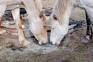 Two horses face each other, game is not worth waiting the ashes of the fire