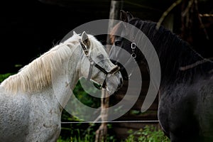 Two horses on the farm.