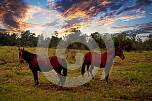 Two horses on farmland at sunset