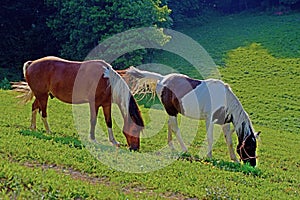 Two horses feed on green grass in summer.