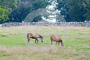 Two Horses in Field