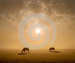 Two horses in a field on a foggy sunrise