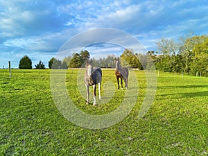 Two horses in a field looking at the camera