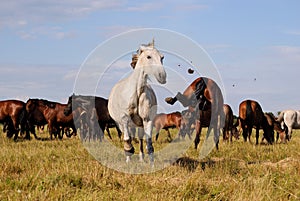 Two horses fight in a herd, sort things out