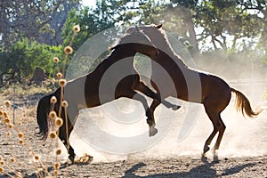Two horses fighting