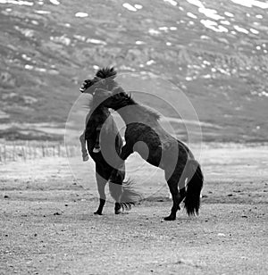Two horses fighting