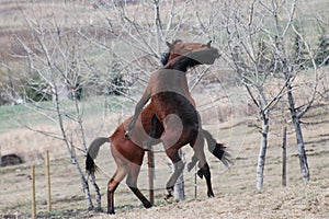 Two horses fighting