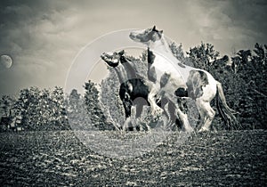 Two horses fighting