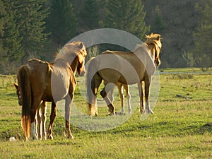 Two horses with foals lit by the sun