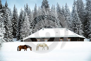 Two horses in front of wooden cottage covered by snow in winter season