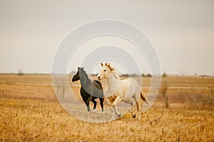 Two horses galloping photo