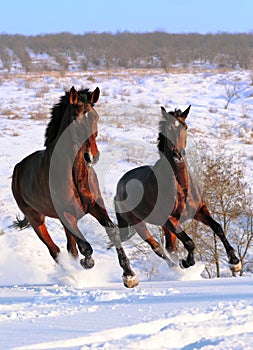 Two horses galloping in field